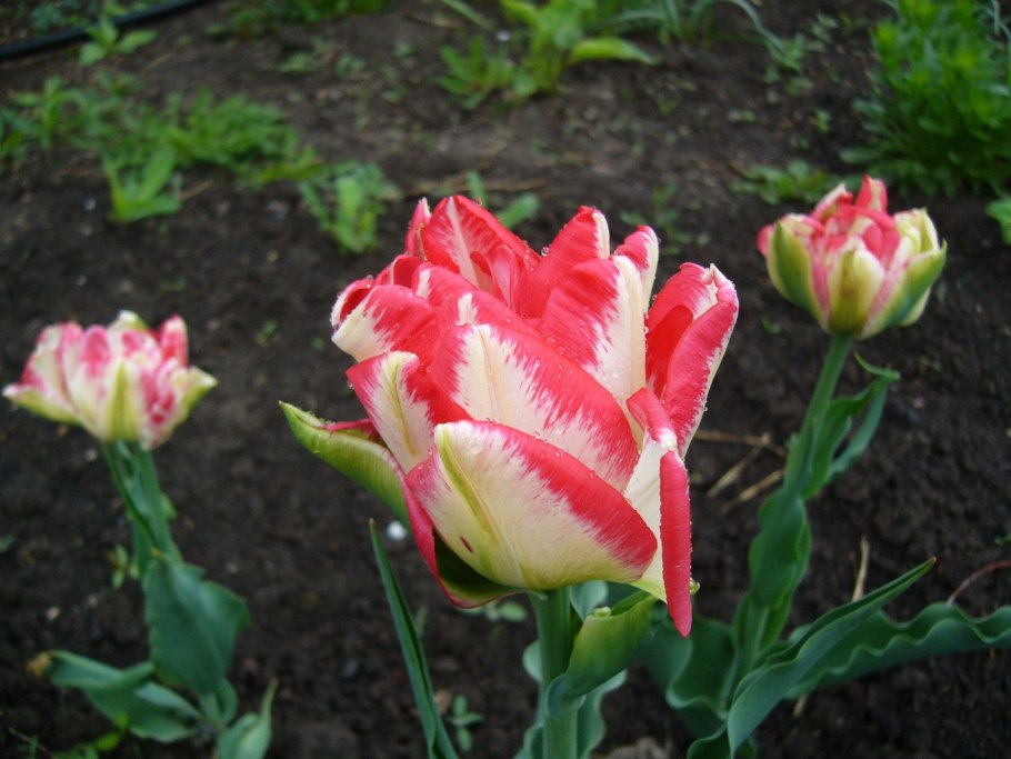 Тюльпан махровый поздний Картуш