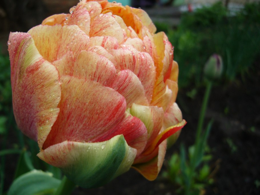 Тюльпан Tirana