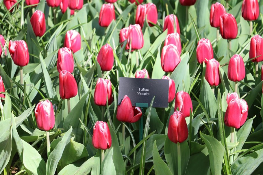 Тюльпан Эвита махровый