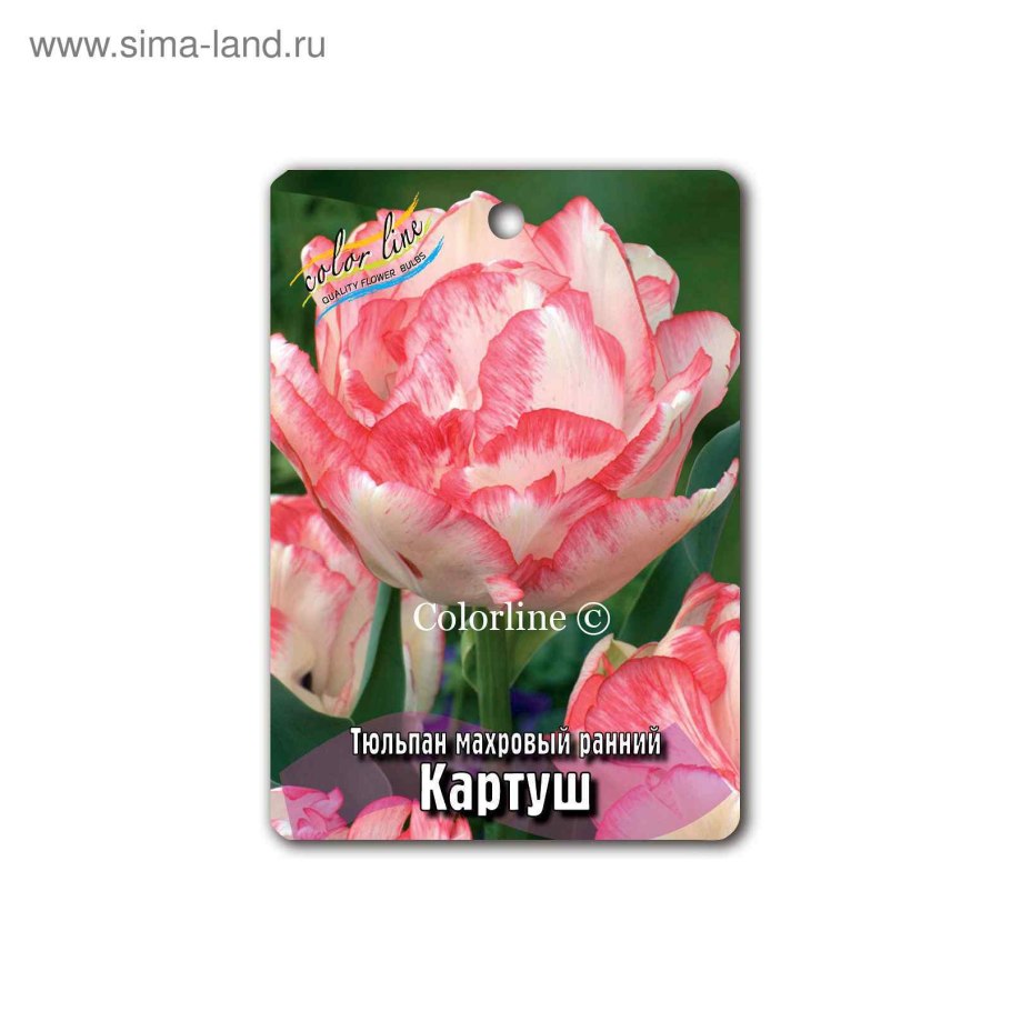 Тюльпан махровый поздний Картуш