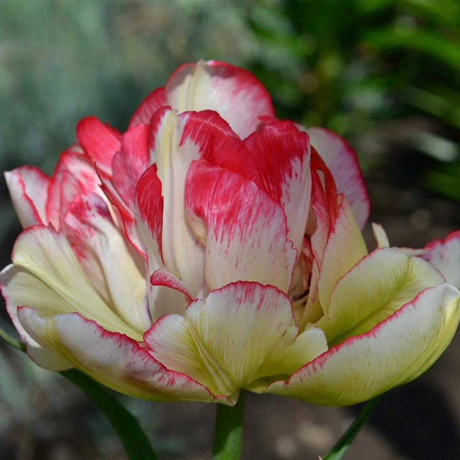 Тюльпан cartouche