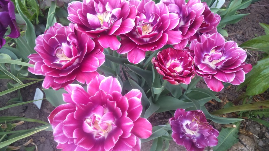 Тюльпан Дабл Шейк