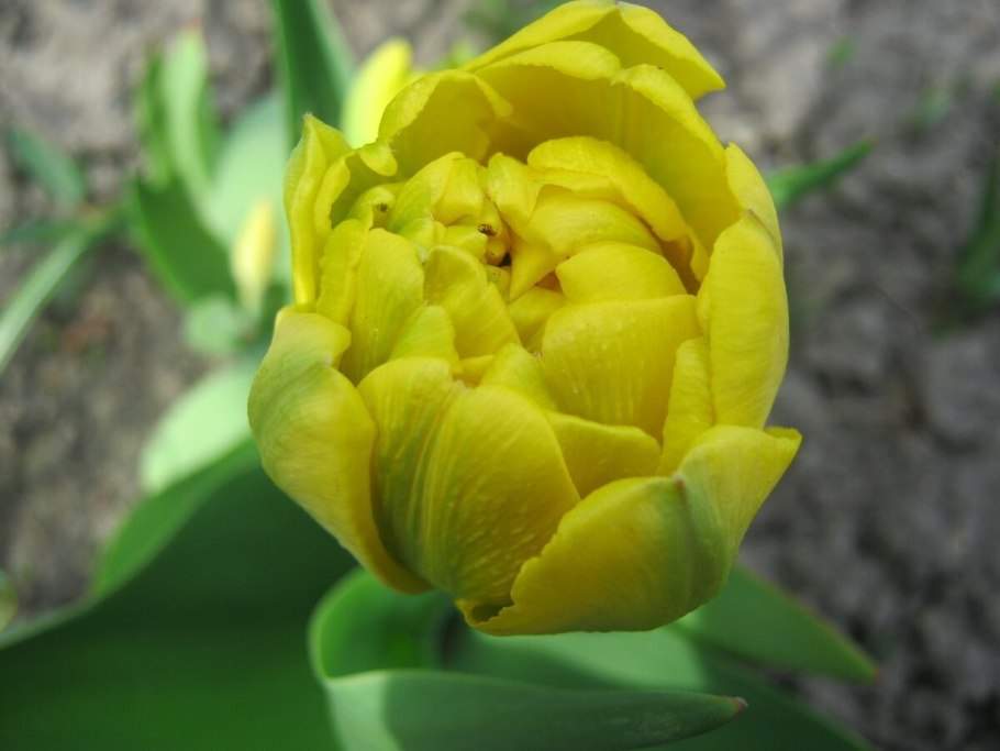 Тюльпан Салмон Импрешн