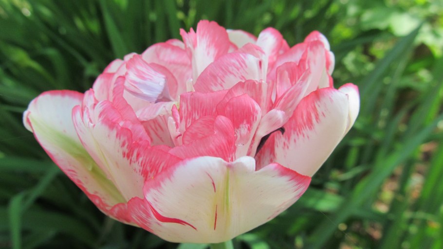 Тюльпан бахромчатый, Парковая смесь