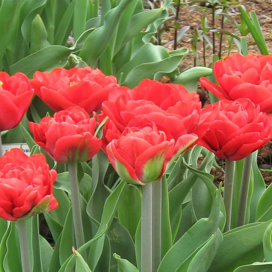 Тюльпан Реноун Юник