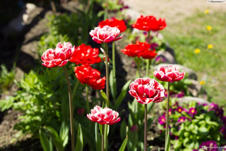 Тюльпан Дезирелле