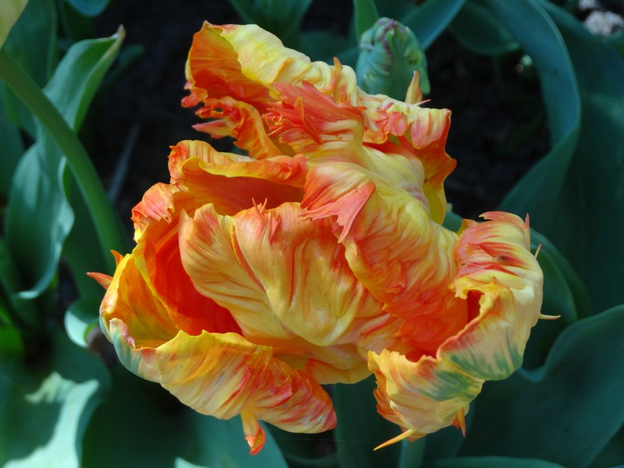 Тюльпан махровый ранний абба