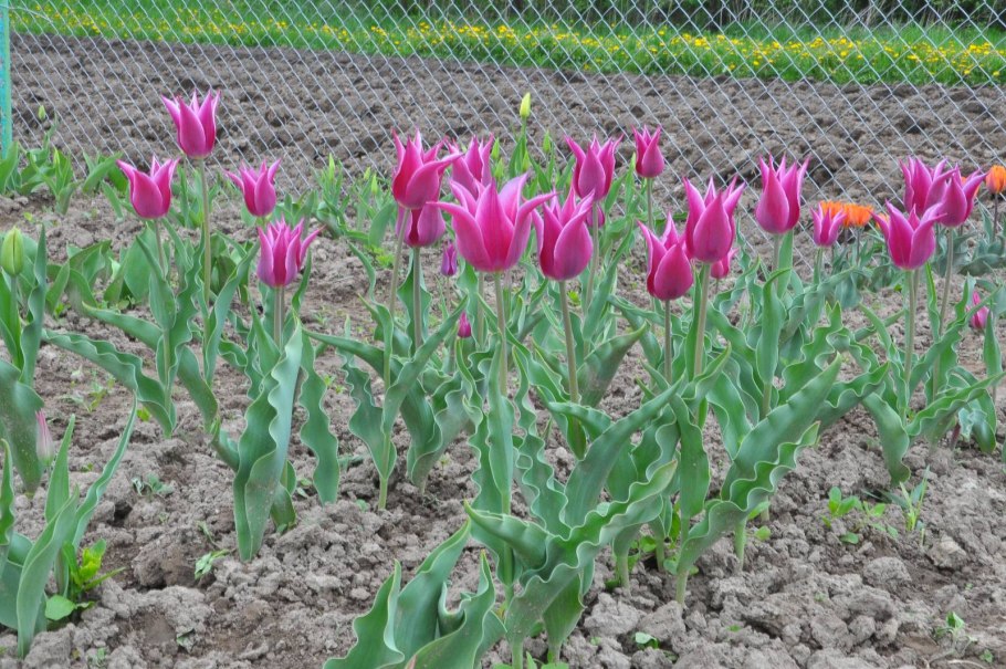 Сорт тюльпанов Фокстрот