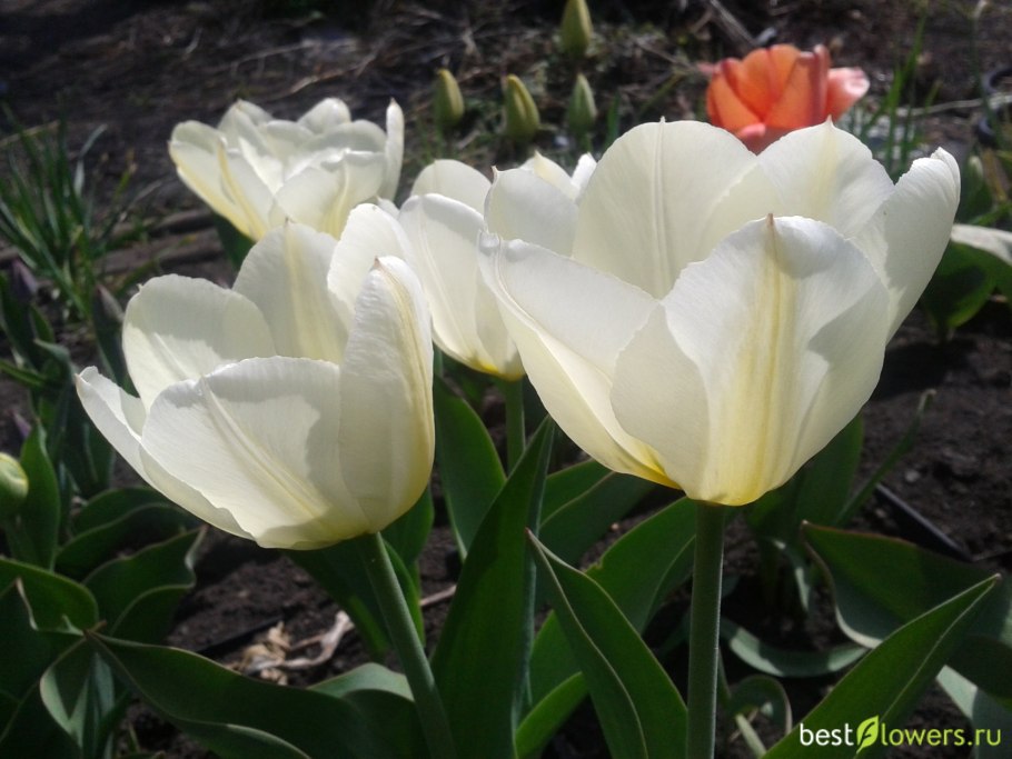 Тюльпан Александр Пушкин Триумф