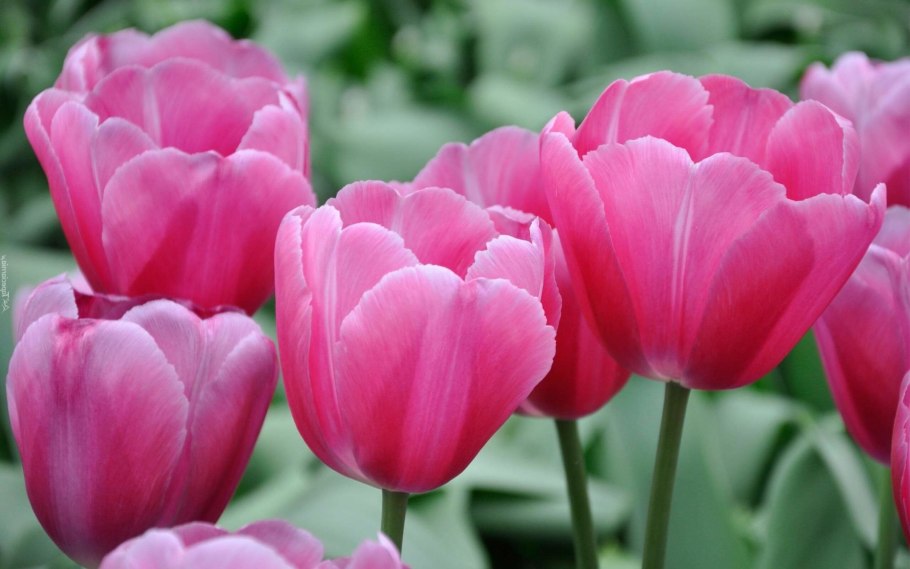 Тюльпан Пиноккио