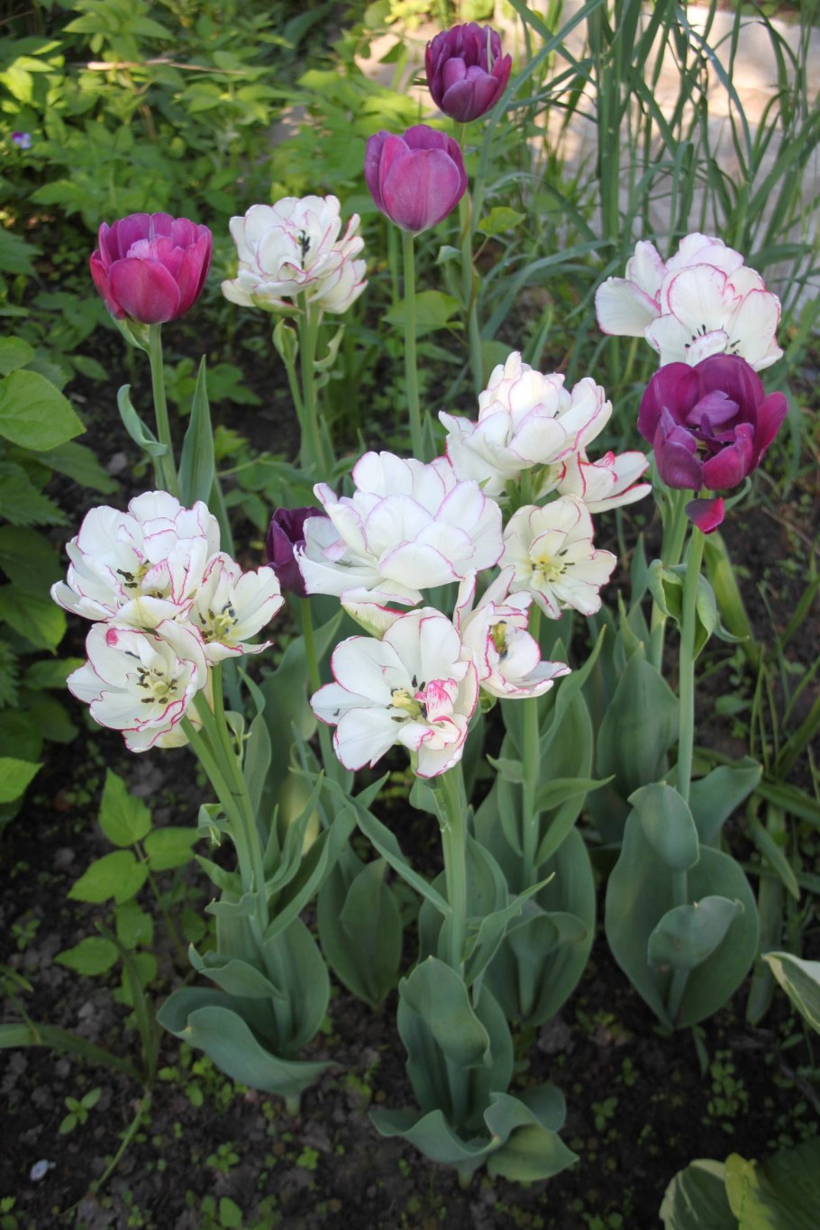 Попугайные и пионовидные тюльпаны
