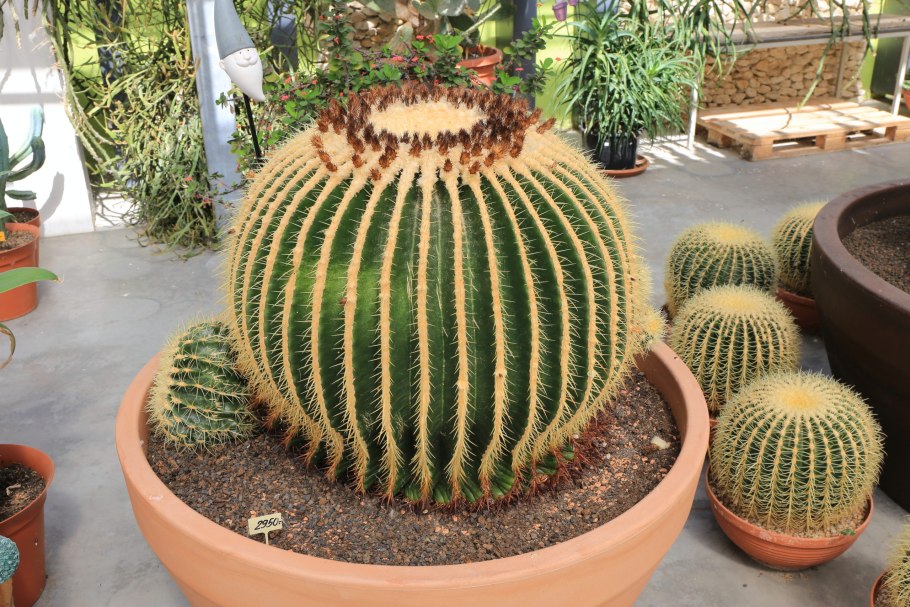 Кактусы комнатные цветущие