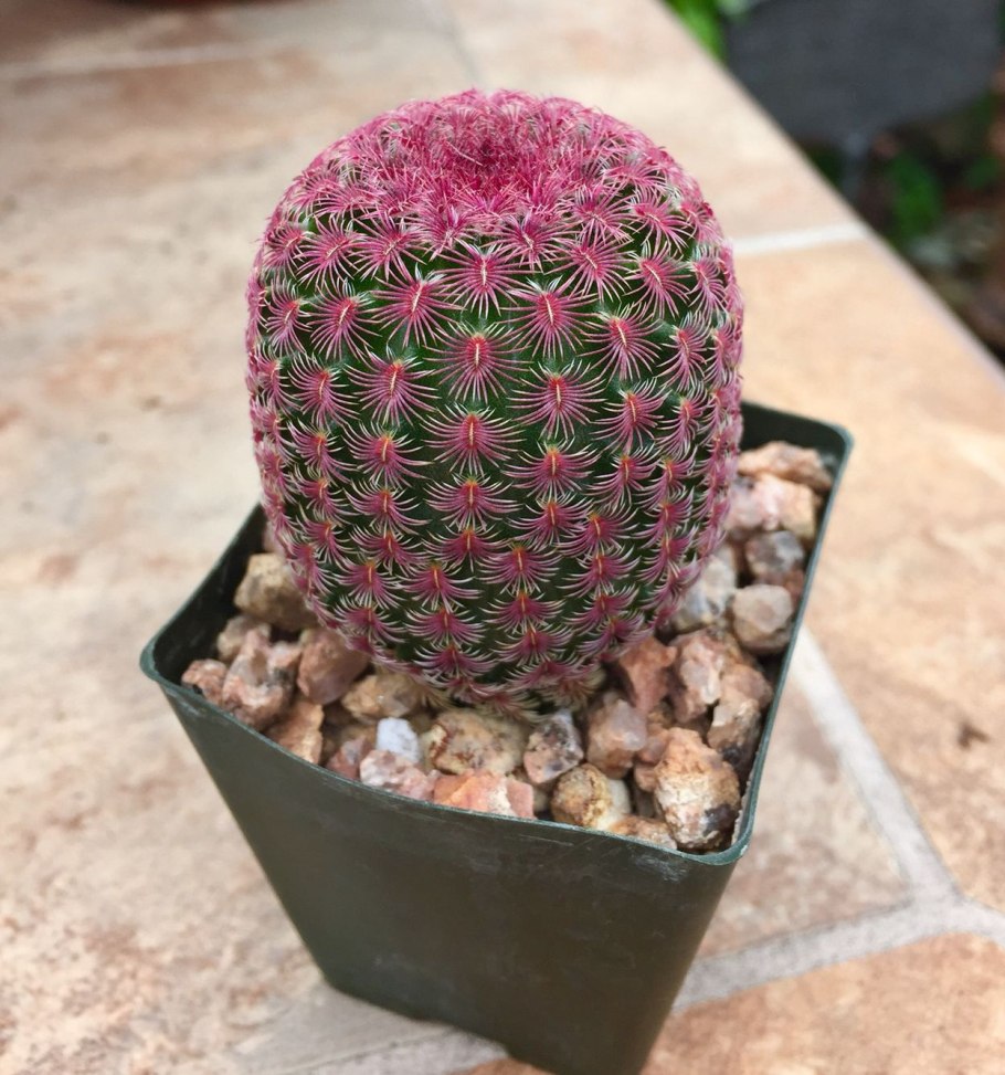 Mammillaria backebergiana Кактус