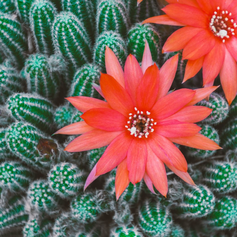 Epithelantha micromeris