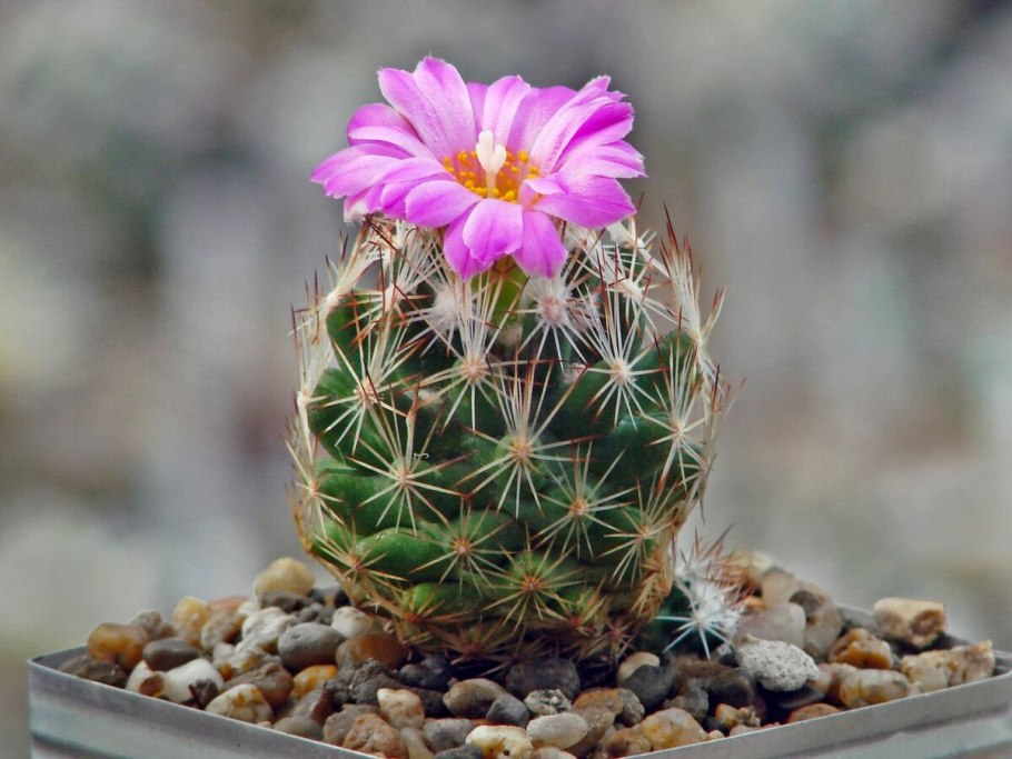 Кактусовые кактусы