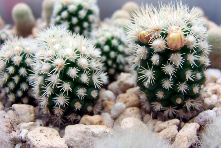 Горшок для суккулентов