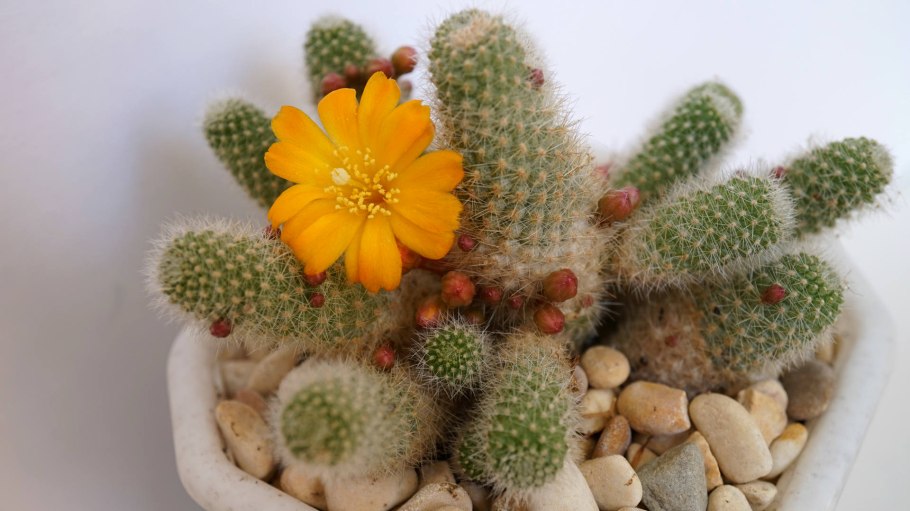 Кактус Ребуция Вильда