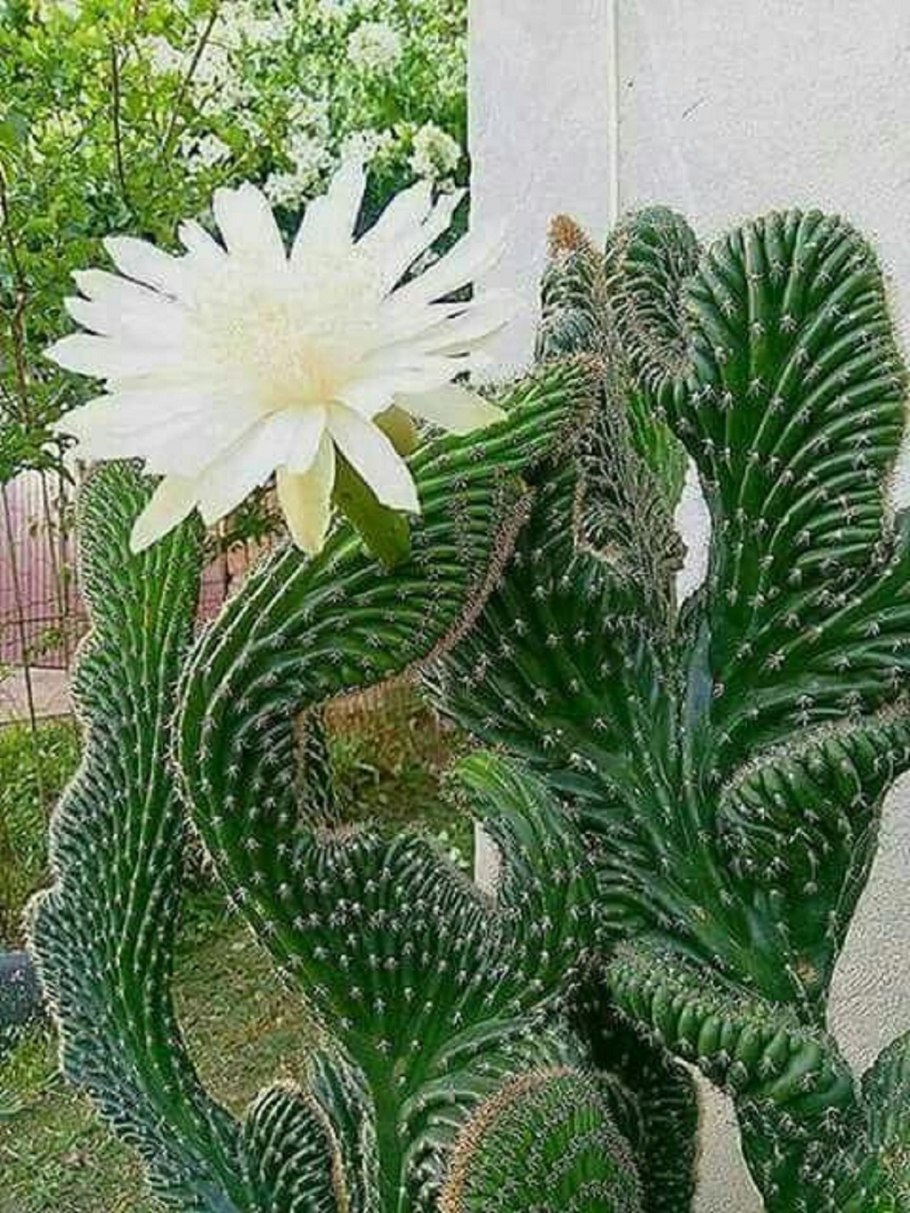 Тенелюбивые кактусы