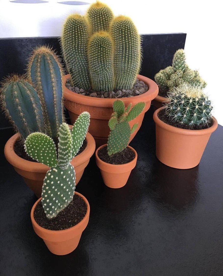 Кактус ТРЕЙД