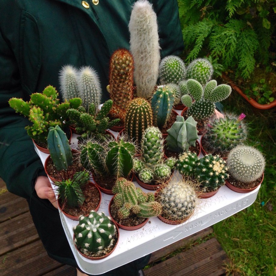 Кактус опунция суккулент