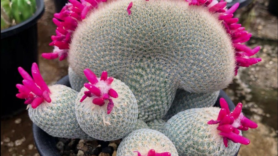 Кактус опунция суккулент