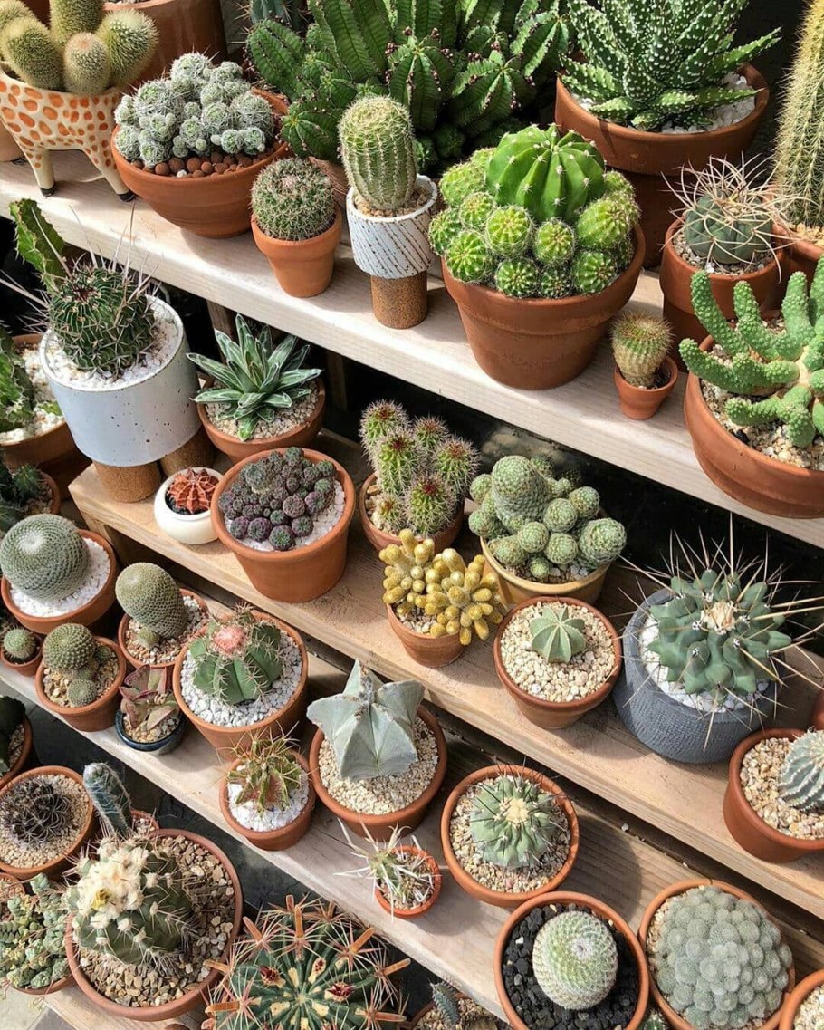 Кактус змеевик