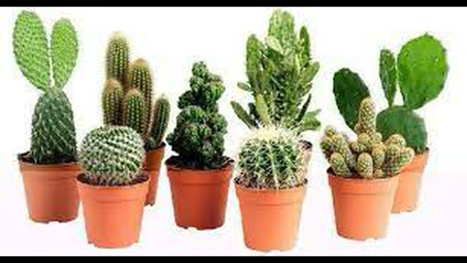 Красивый Кактус в горшке