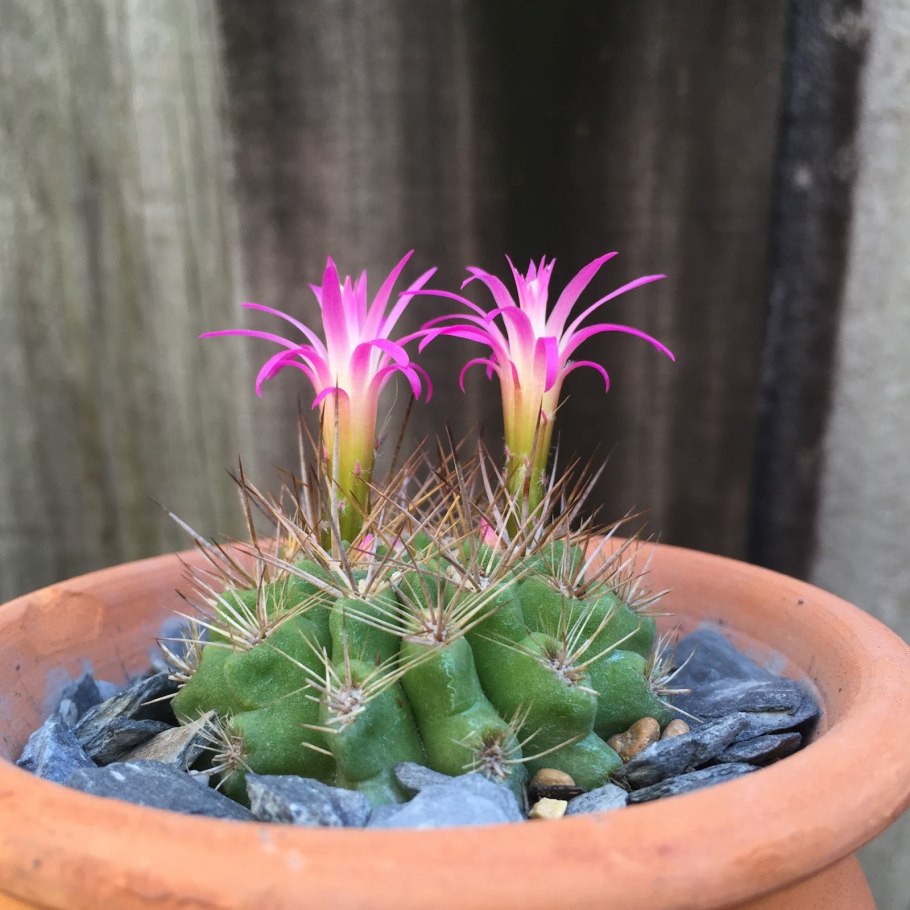 Кактус Marginatocereus marginatus