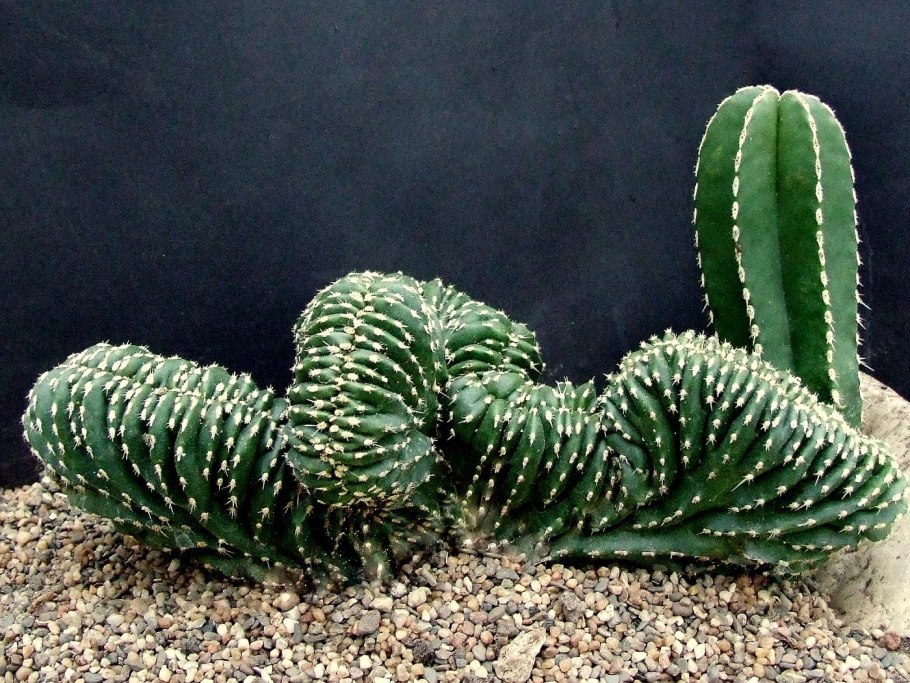 Кактус (🌵 кактусы)