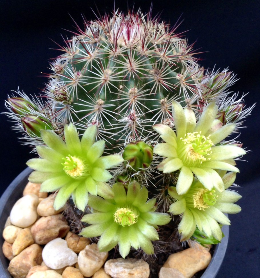 Кактусы которые цветут