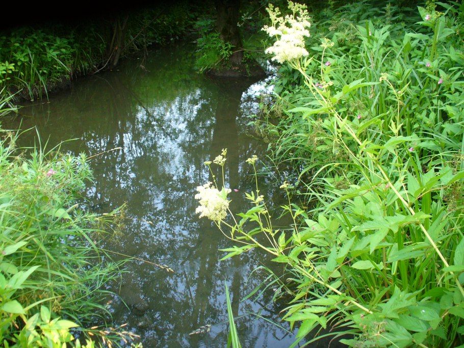 Растение растущее вдоль рек с белыми цветами