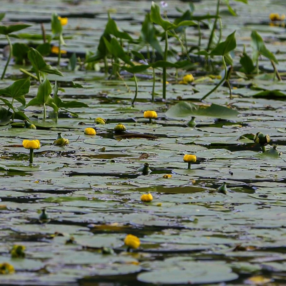 Кубышка кувшинка стрелолист
