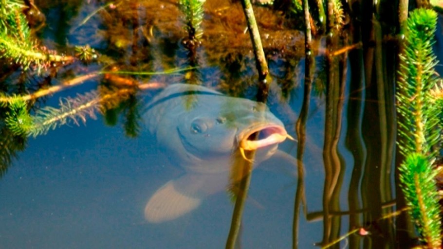 Рыба в болоте