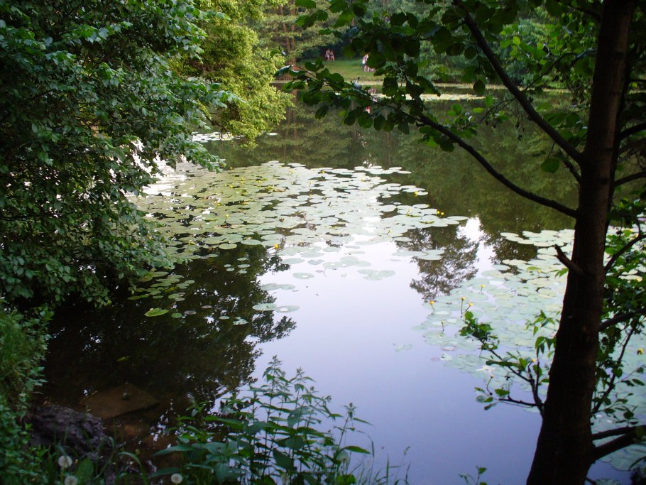 Водные растения в Москва реке