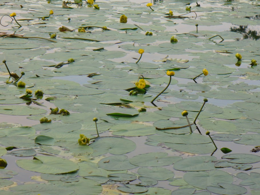 Водные растения в Москва реке