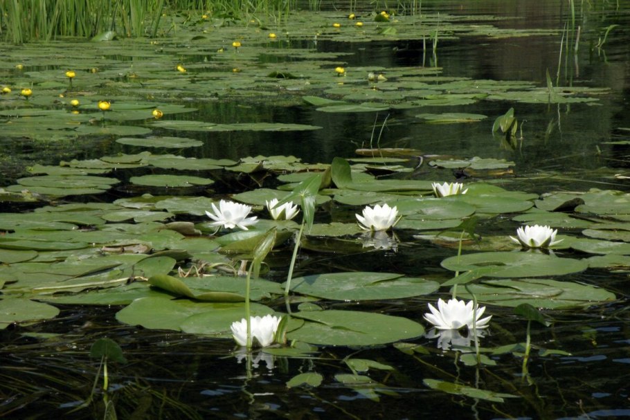Кувшинка, кубышка, камыш Ряска