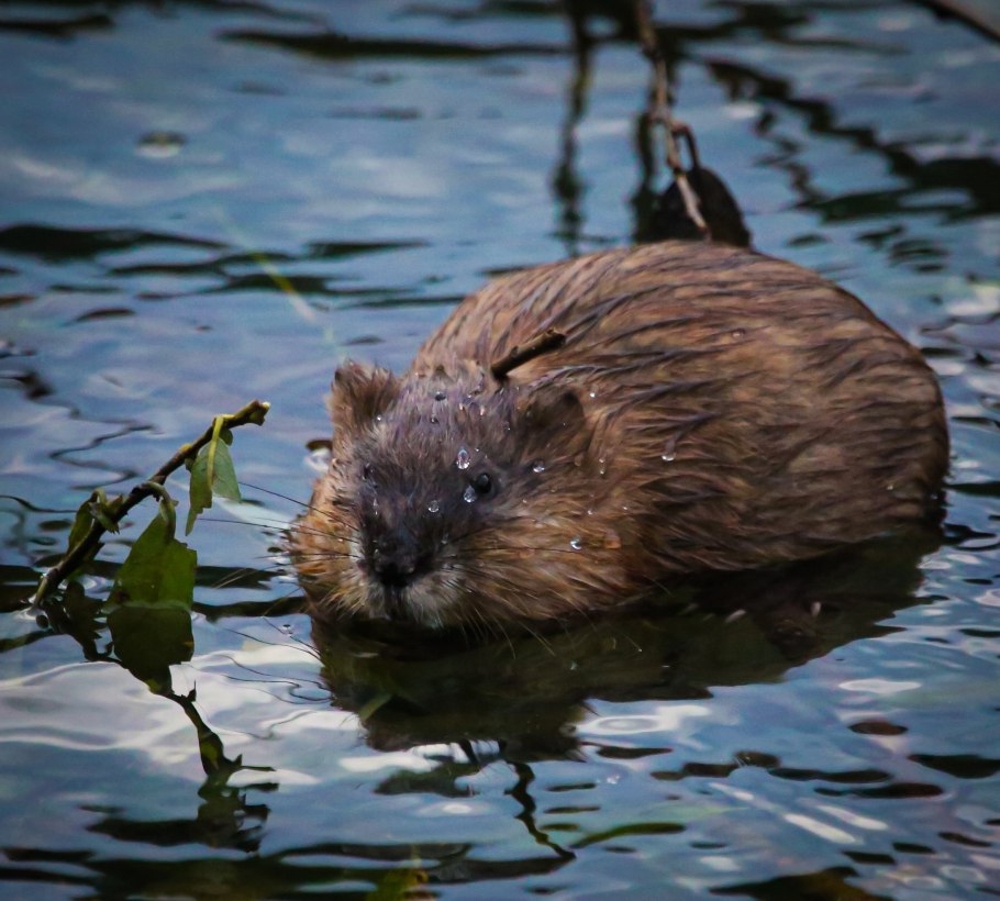 Растения и животные Москвы реки