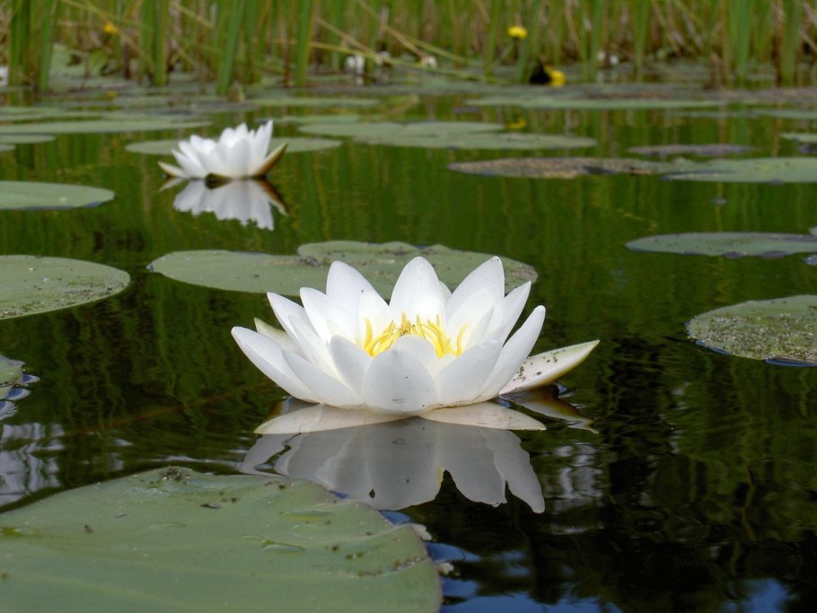 Белое озеро Селигер кувшинки