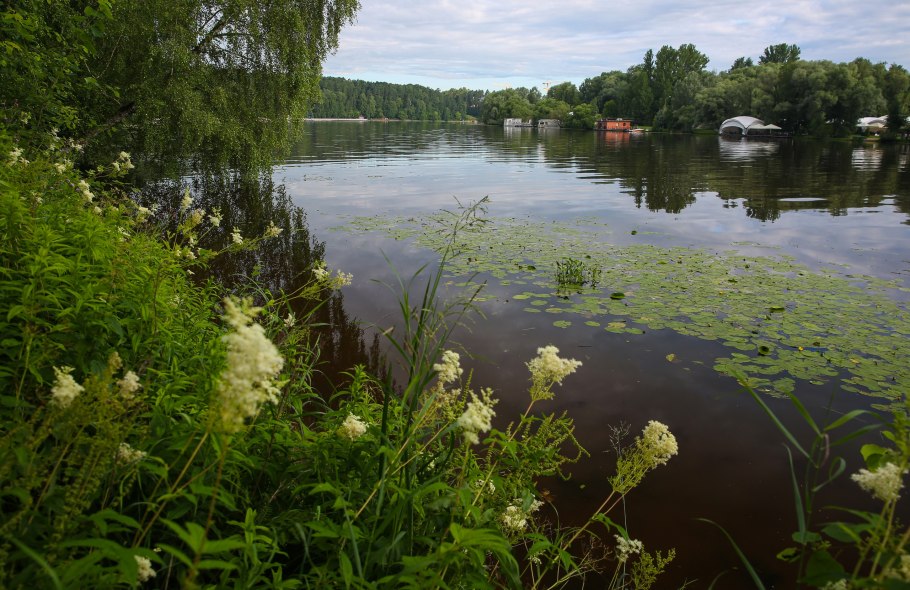 Река кувшинка Чебоксары