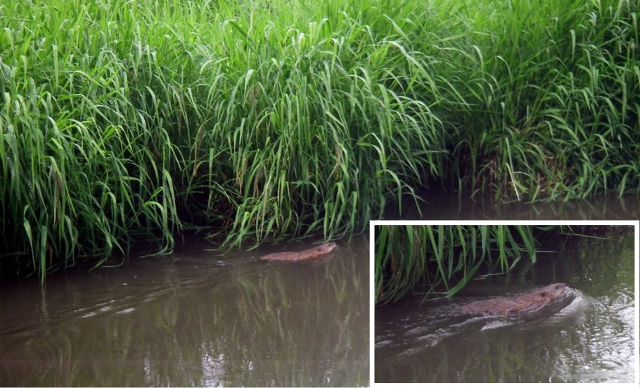 Растения и животные Москвы реки