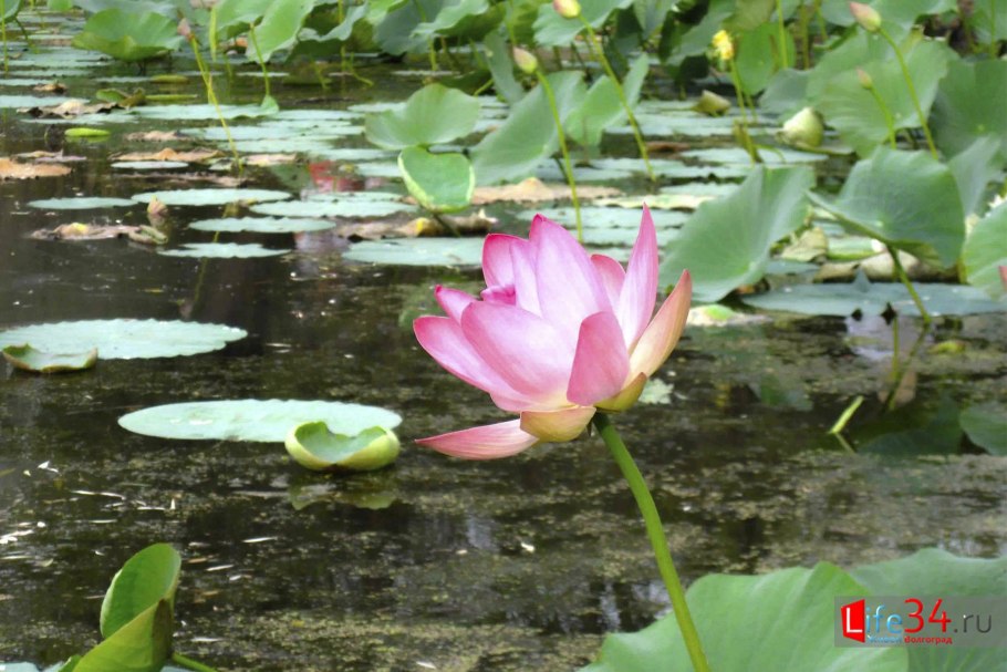 Природный парк Волго-Ахтубинская Пойма Лотос