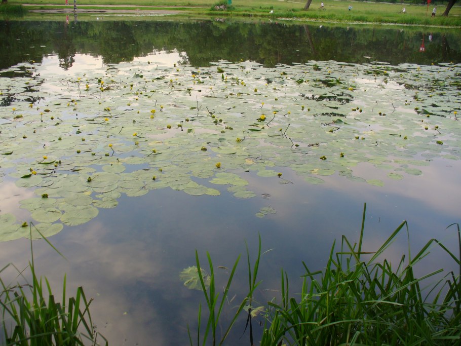 Растения и животные Москвы реки