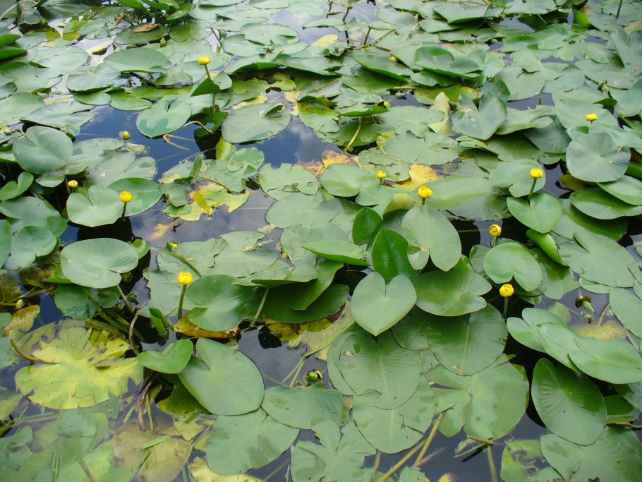 Кувшинка кубышка в Москве