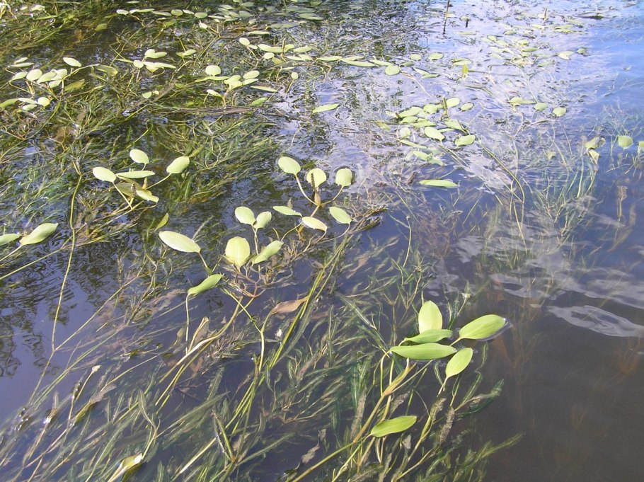 Potamogeton gramineus