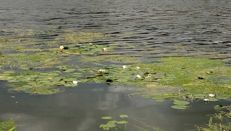 Москва река цветет