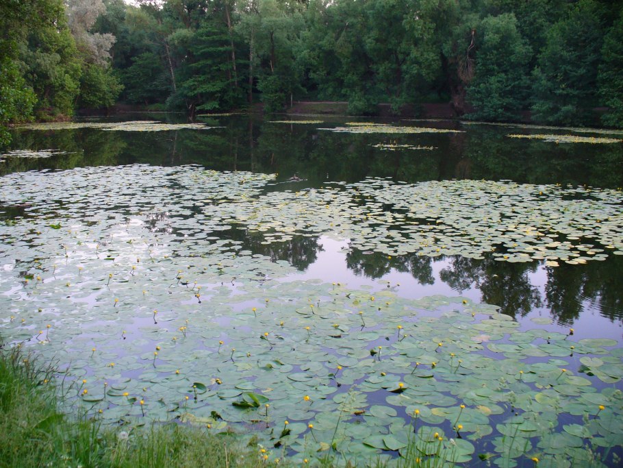 Водные растения в Москва реке