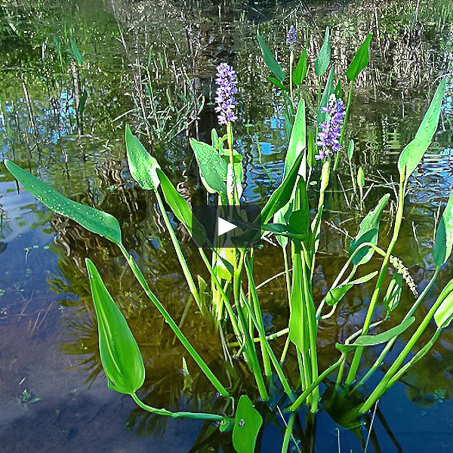 Понтедерия кордата синяя