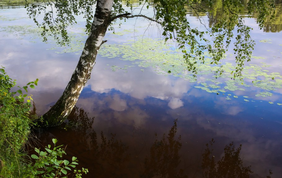 Москворецкий парк растения