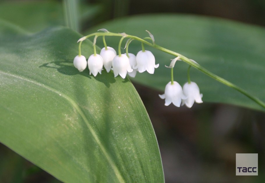 Кувшинка колокольчик Ландыш