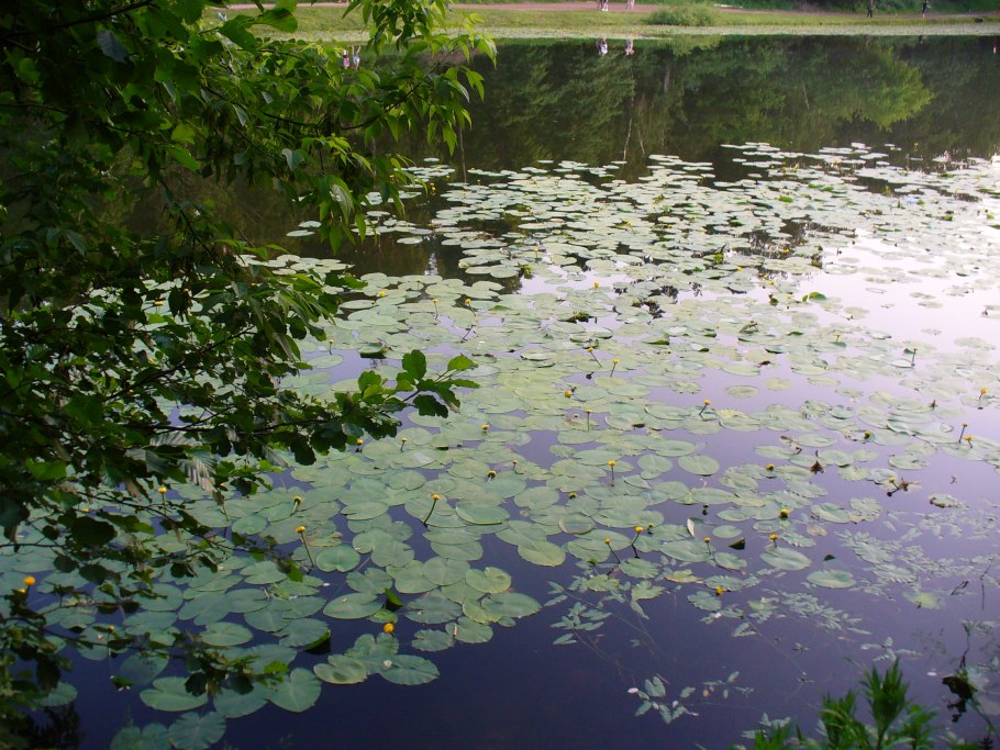 Растения Москвы реки список